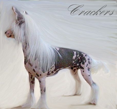  Crestyle Primetime News HL