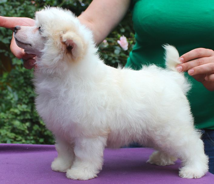 Angel O'Check Teshina Radost