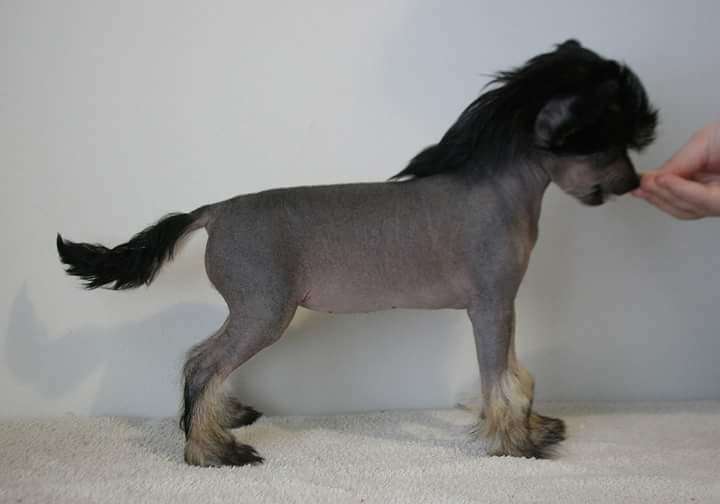 Raitaturkin Auta Armias