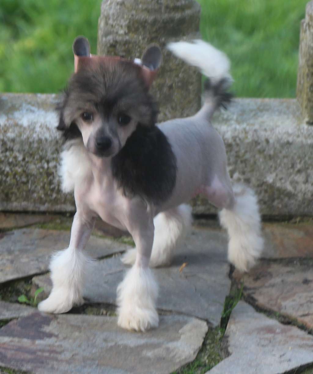 Witch of shadows de Almamasan