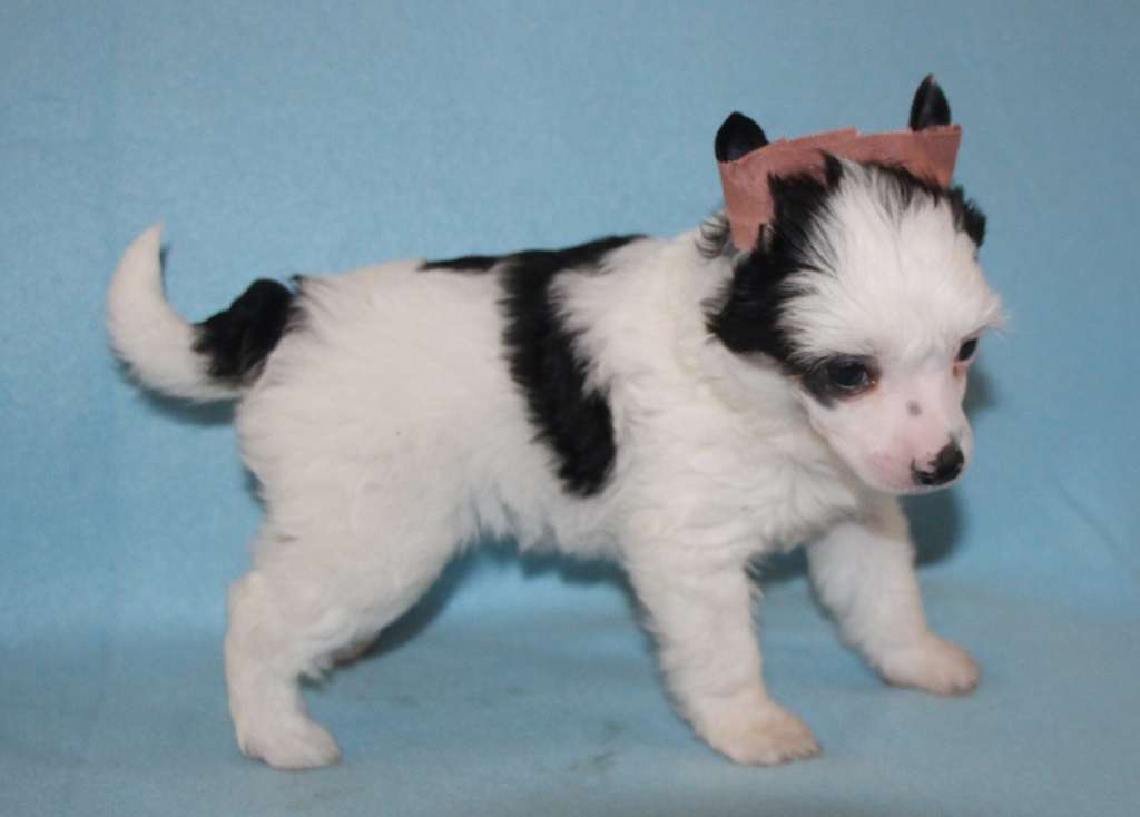 Glutton ball of love de Almamasan