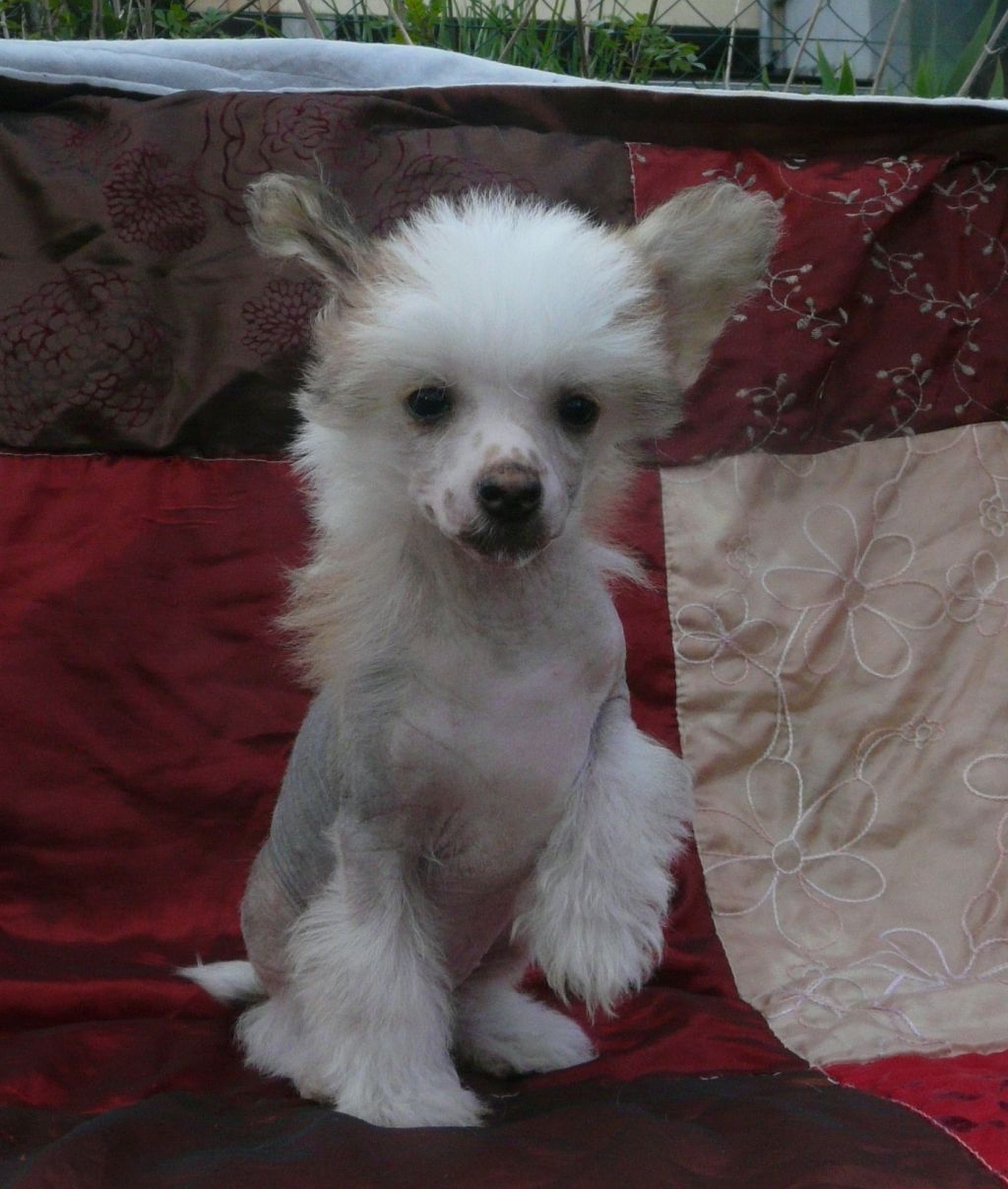 Krasotka Star Hartinger's Hollywood