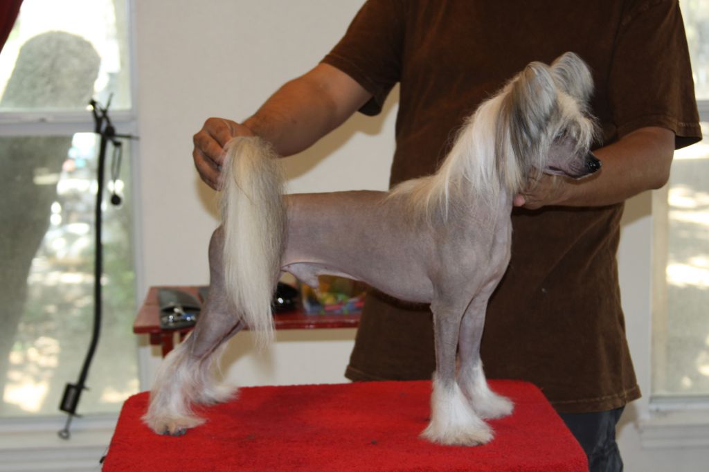 4-Reil's Silver Vanner