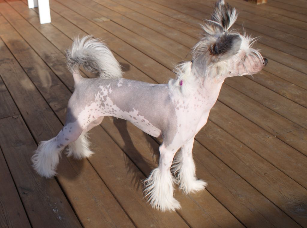 Bed'ykins Albena Magnilia