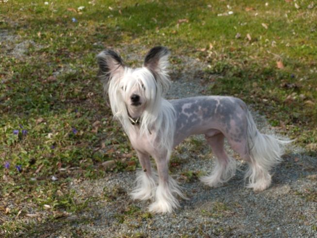 Treasure Guardians "Hurricane"