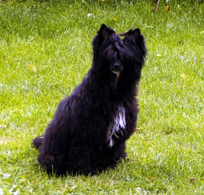 G' Copyright Top Model De Rama