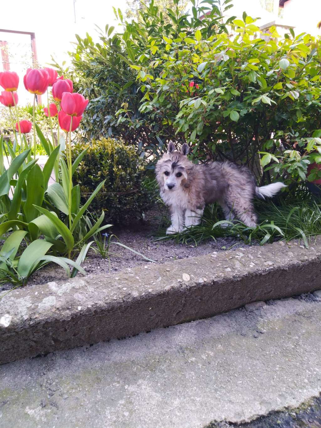 Cinnamon Rose Sweet Dream River