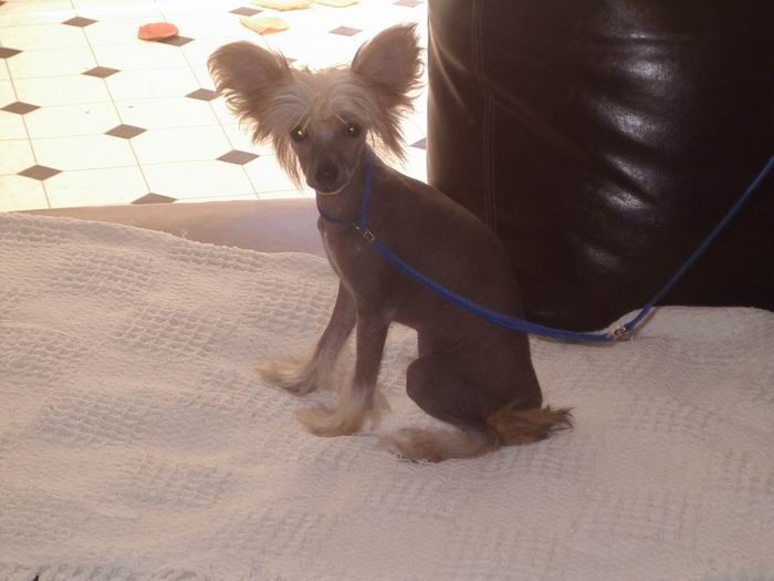 TuYu No Tape Required