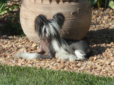 Puffin N Jewels Splash of Color