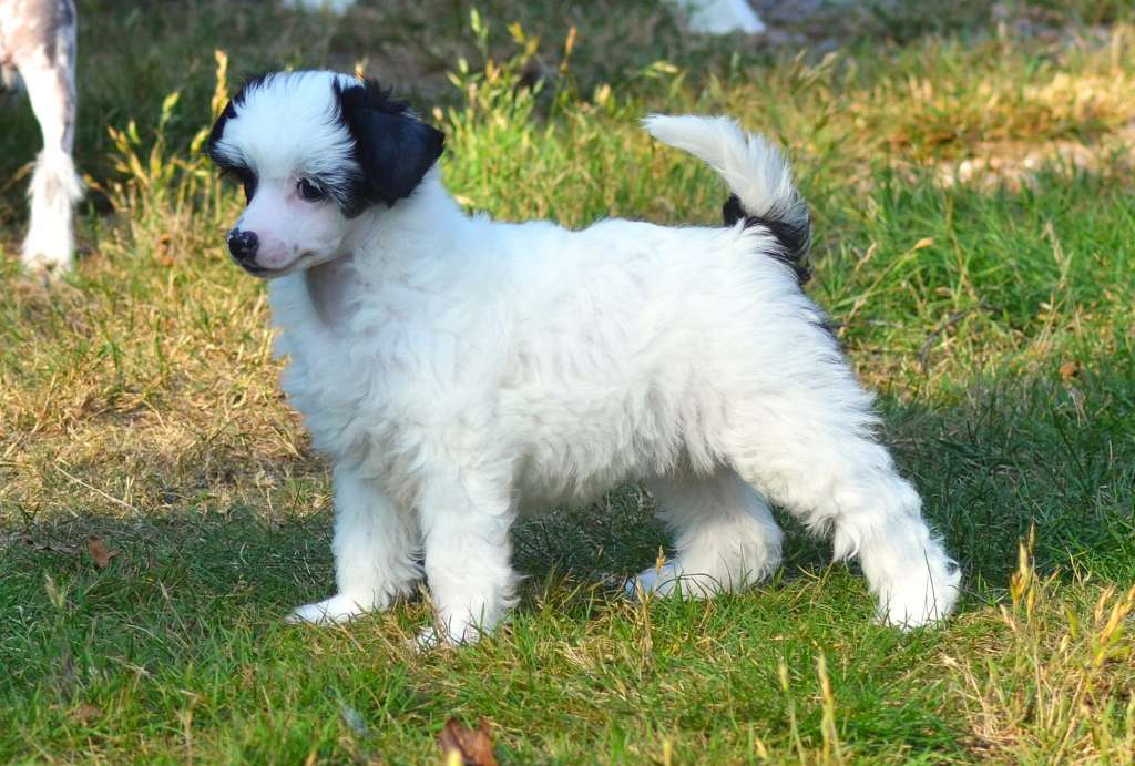 ChinoPata's Xcellent Swedish Selma