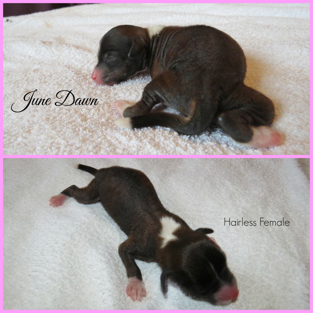 June Dawn of Circé's Shire