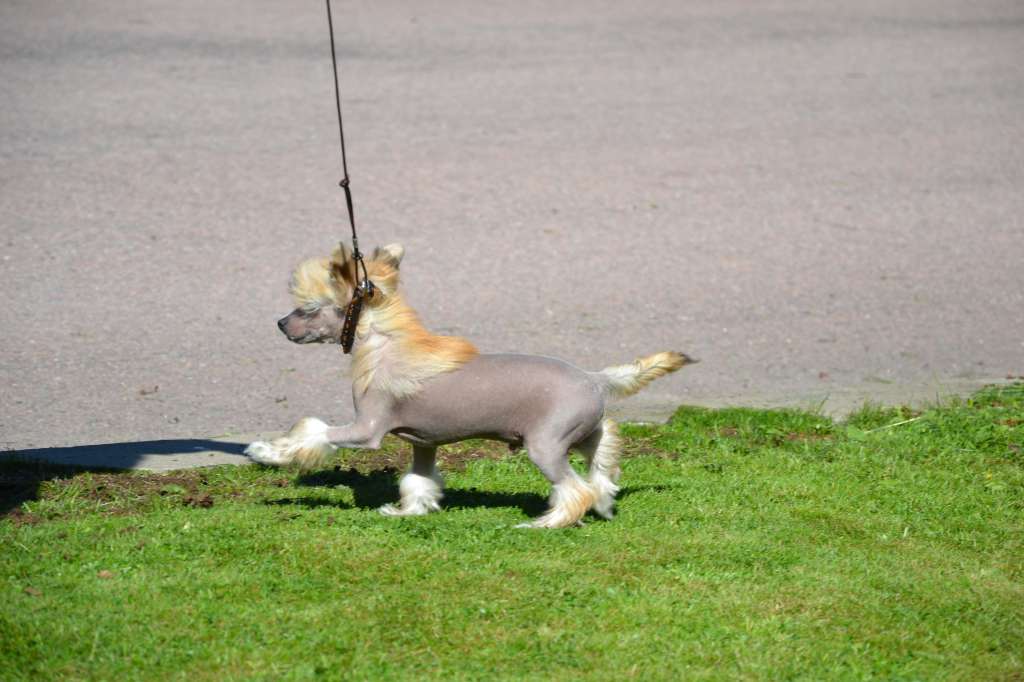 De La Mahafu's GI Princ Nugatti