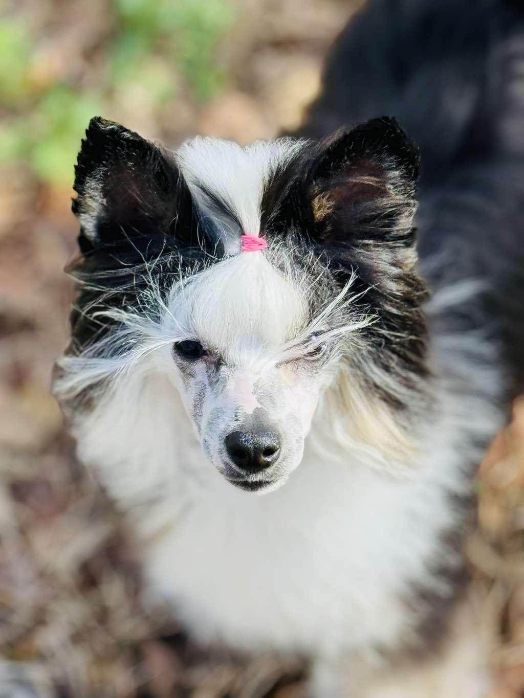 Eleganzas bald face Betty