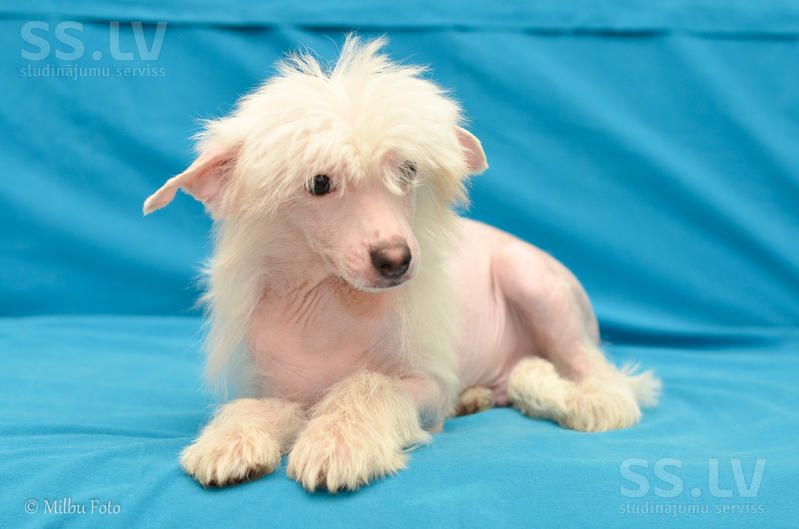 Fantzay Night Caes O1