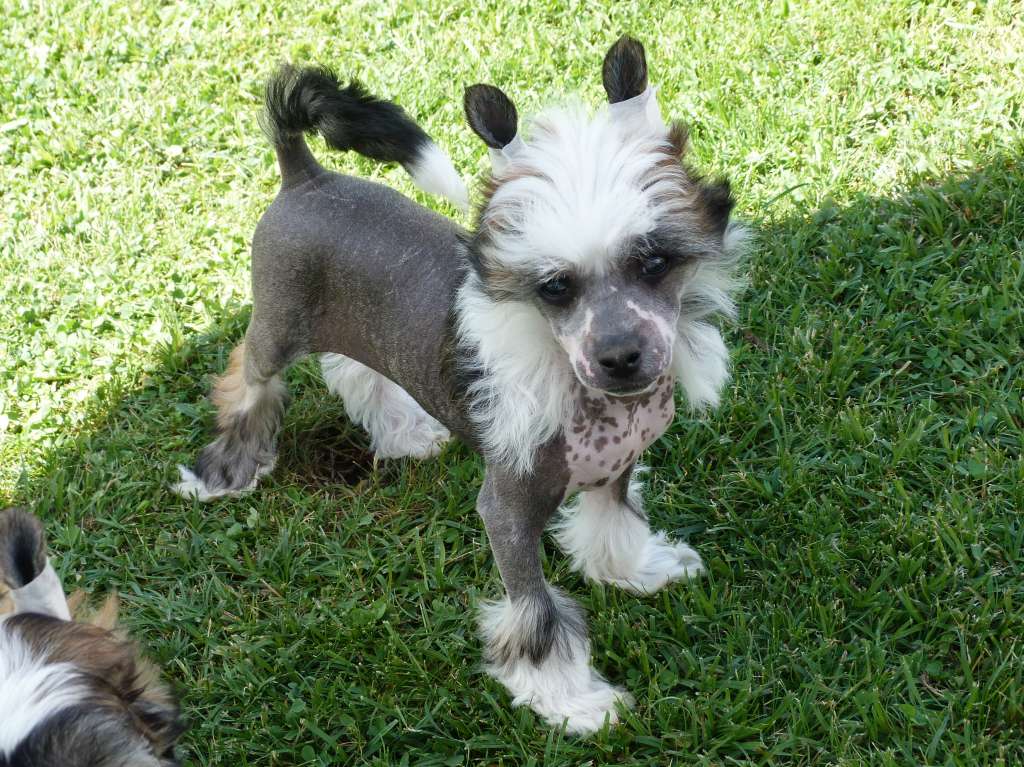 Jasper z Pulnocního dvora