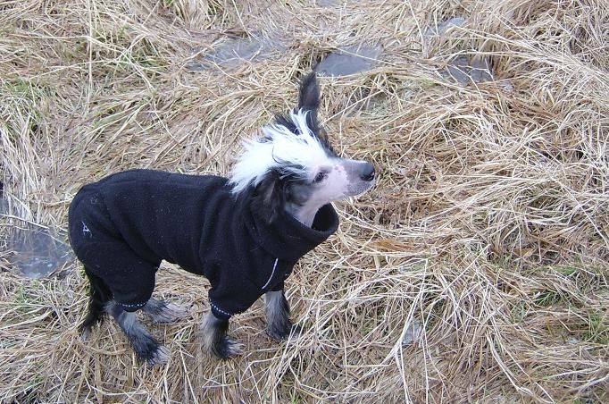 Backlyans Dire Straits