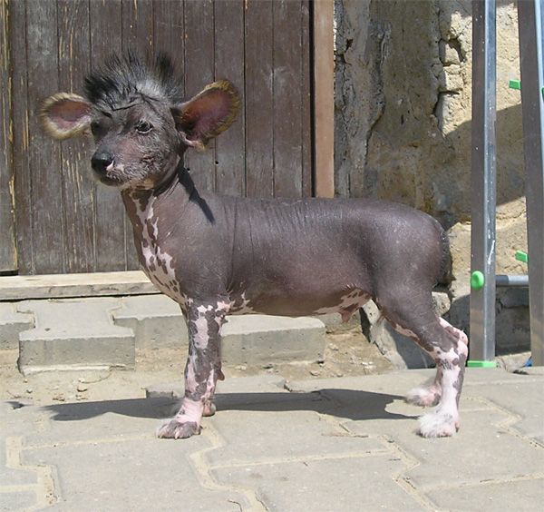 Enzo ze Zatopené chajdy