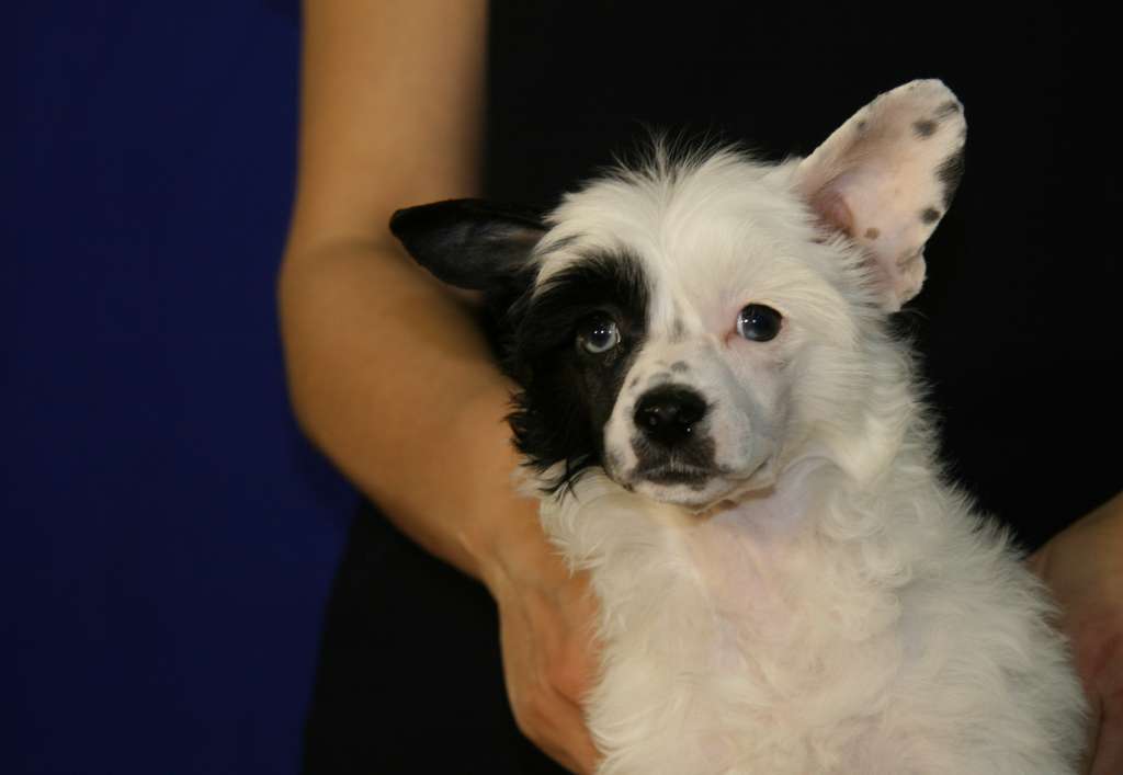 Marydance Cecilia Velvet Charm