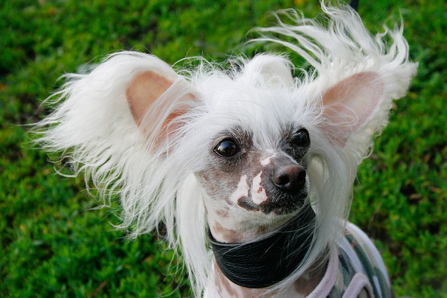 Joyway's Jealous Lover