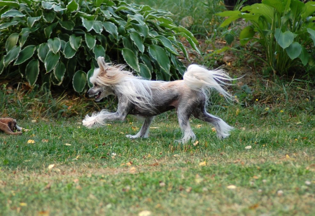 Flagstones Angelic Pony