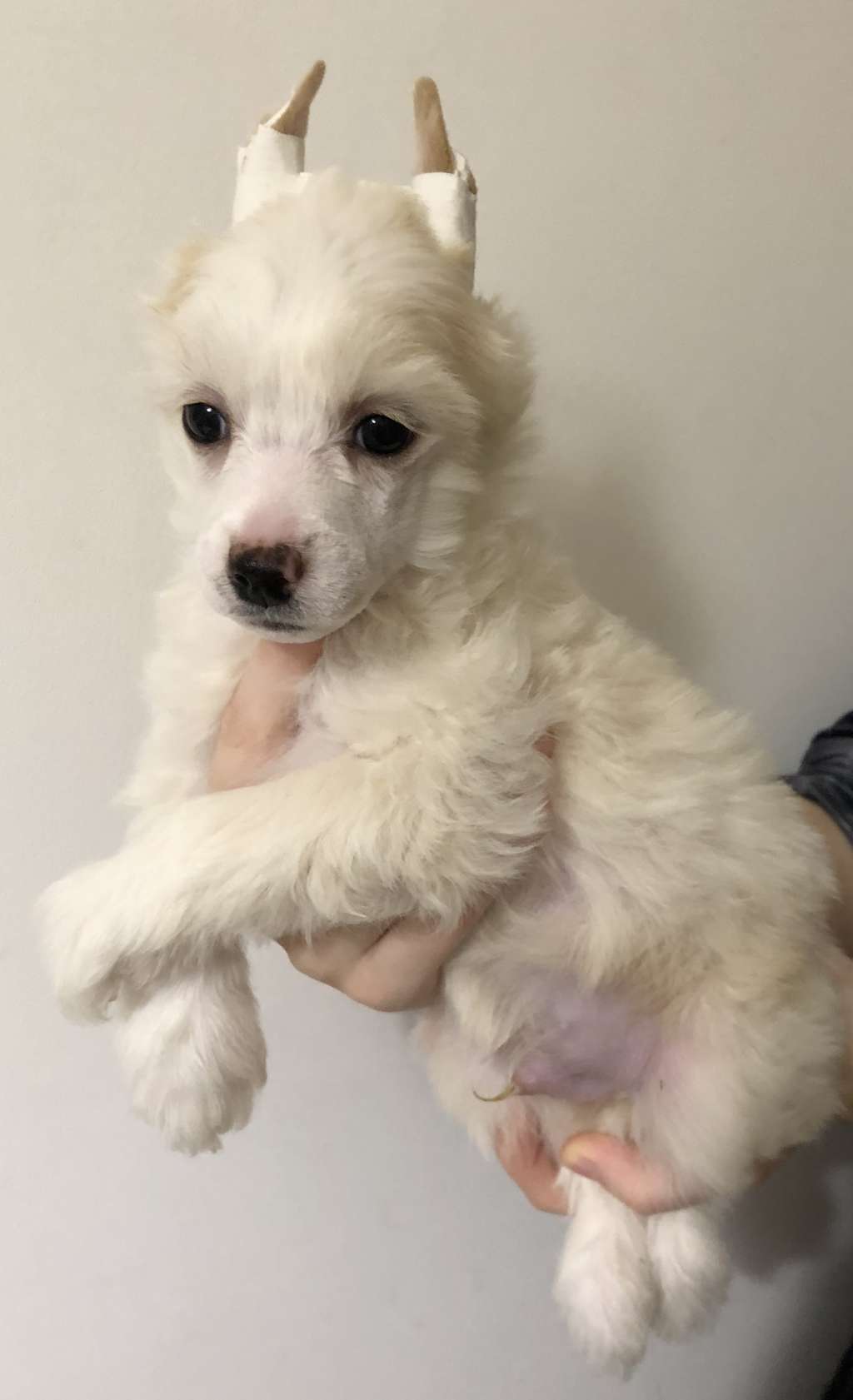 Unikum iz Clana Timurlana