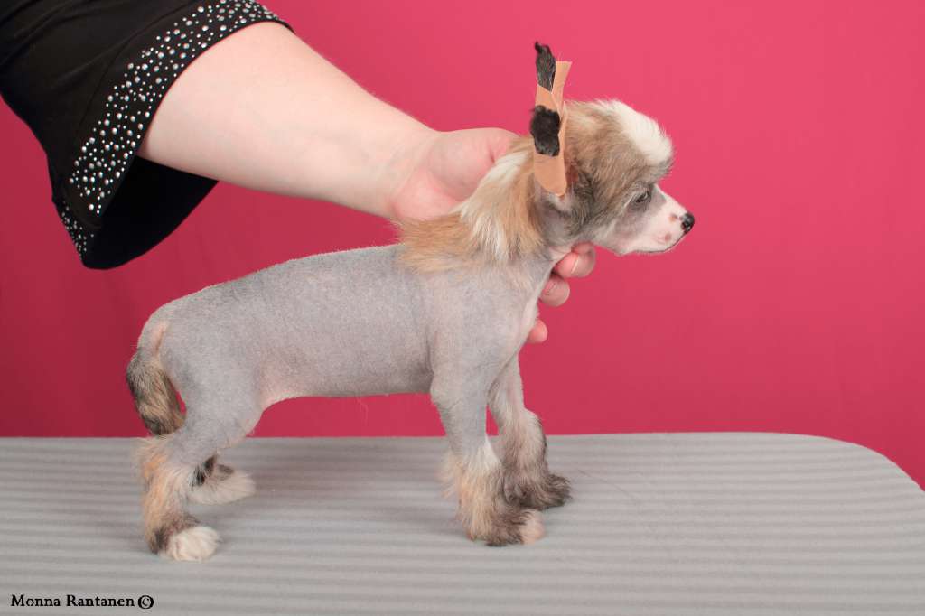 Sun Dan End Of The Rainbow