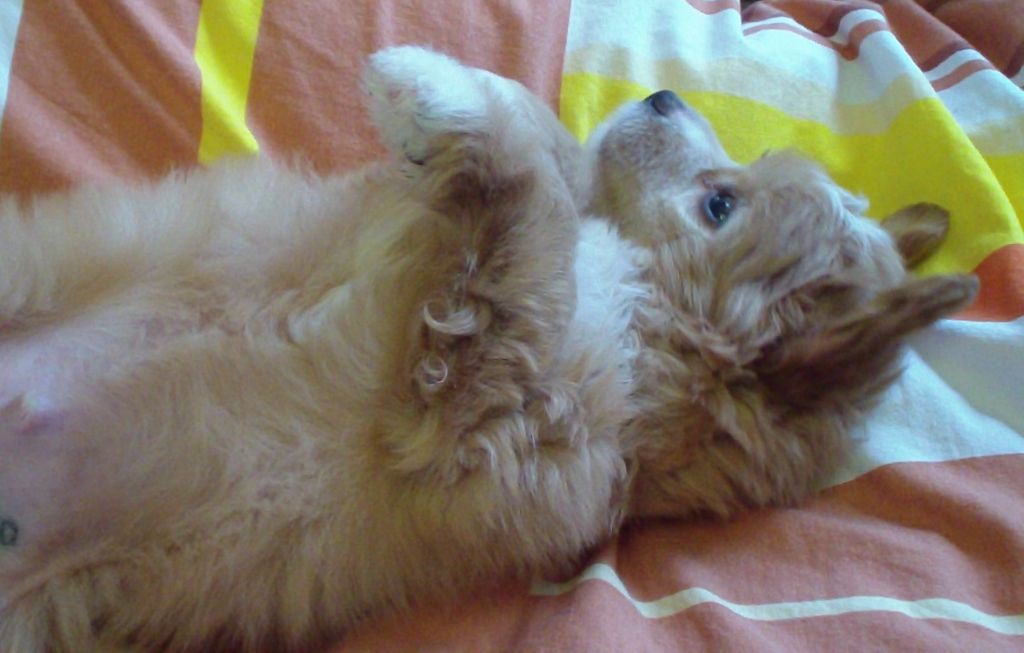 Ogni Stolitsy Amadey