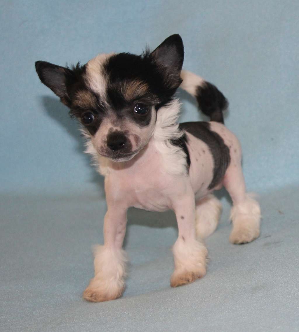 Grumpy girl de Almamasan