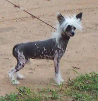 Mosaic Sun Spot Baby