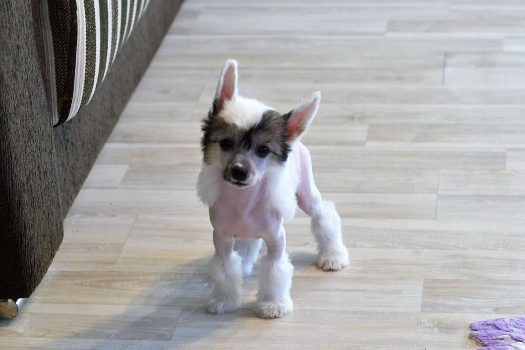 Lady's Man Winning Smile