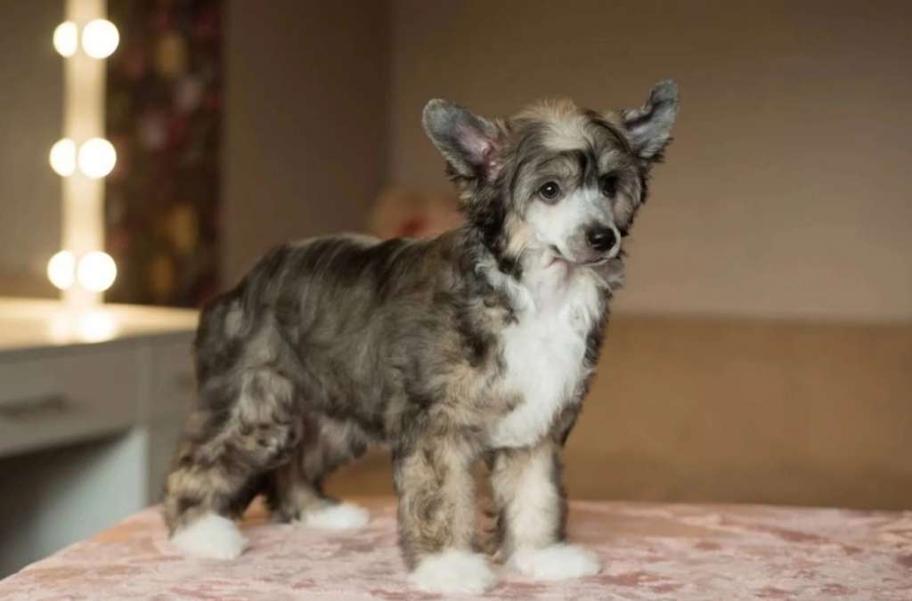 Anna Sky Kennel Fairy Glamor