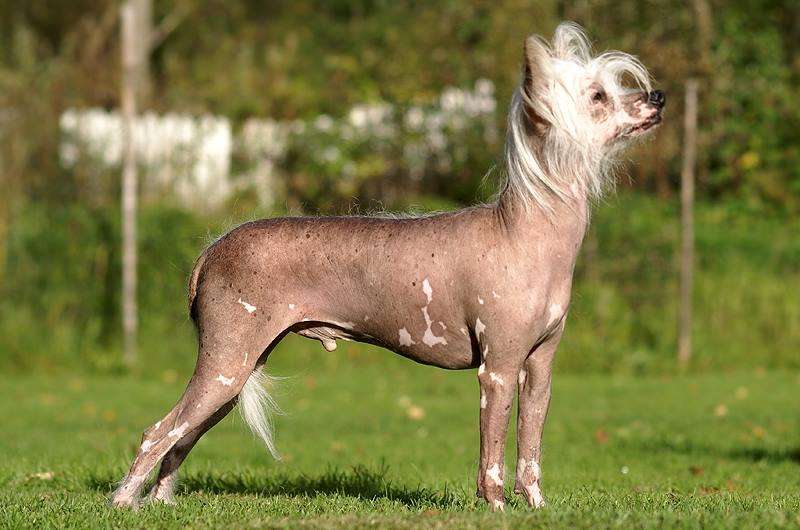 Old Chum's Indian Spirit