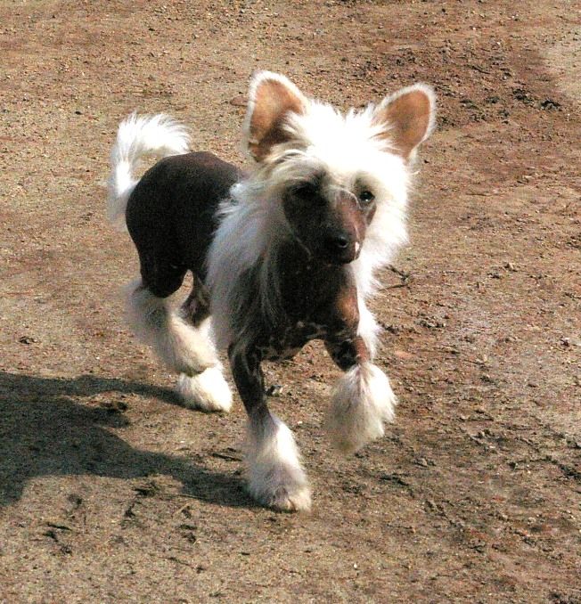 Snow And Fire von Shinbashi