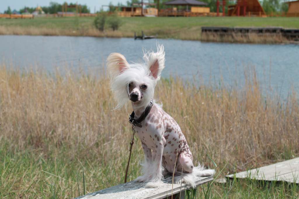 Angel O' Check Floretta