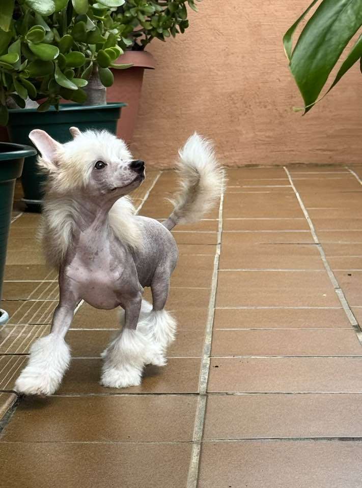 Dance Of The Stars De Sothis