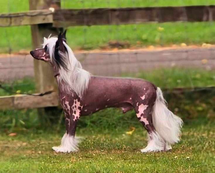 Shumllea In My Imagination RCC