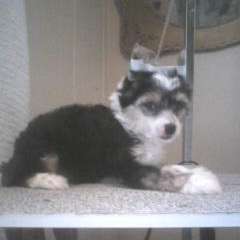 Brigadunes Master of Crystal Art By Dee Kay