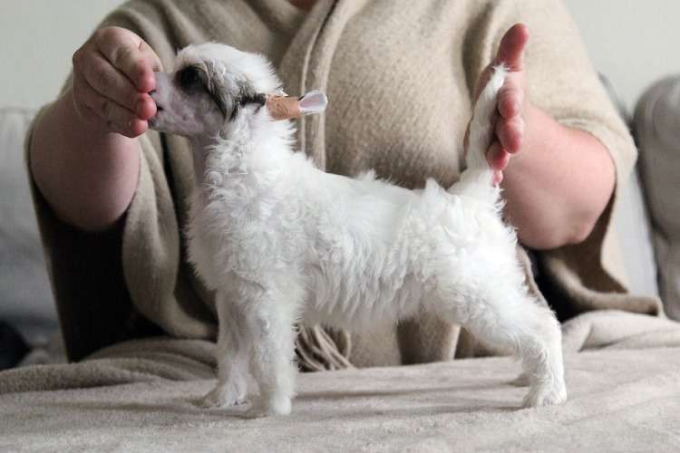 Tinted's Eek! The Cat