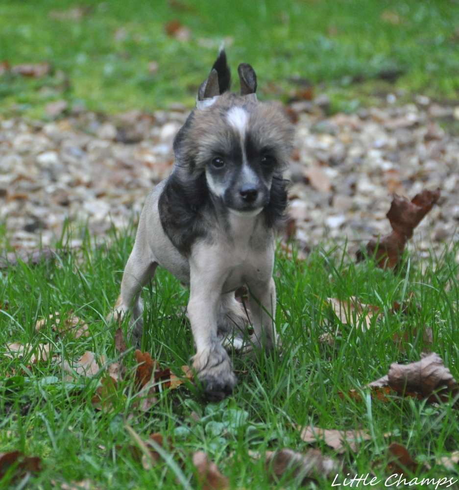 Toccata Little Champs