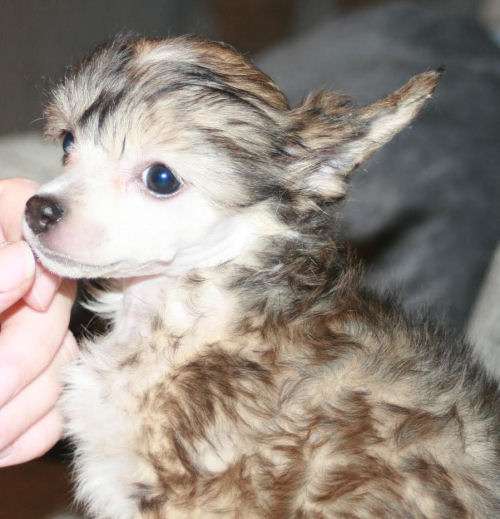 Lohamras Guns 'n Roses