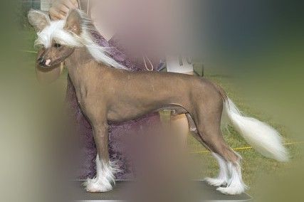 Crestars Muzic In Motion HL