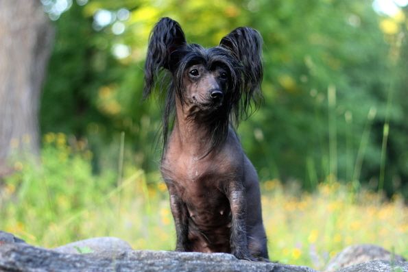 Joyway's Gothic Girl