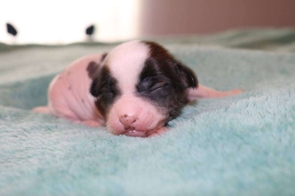 Skyclad's All Been Done B4 But Not The Way I Do It