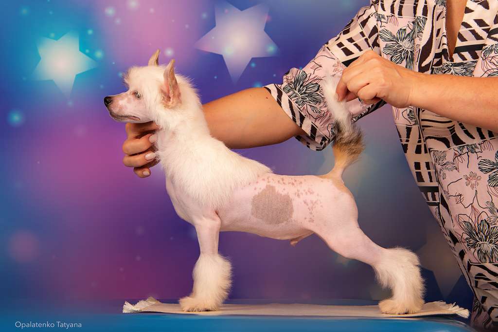 Ashantal Bugatti Chiron