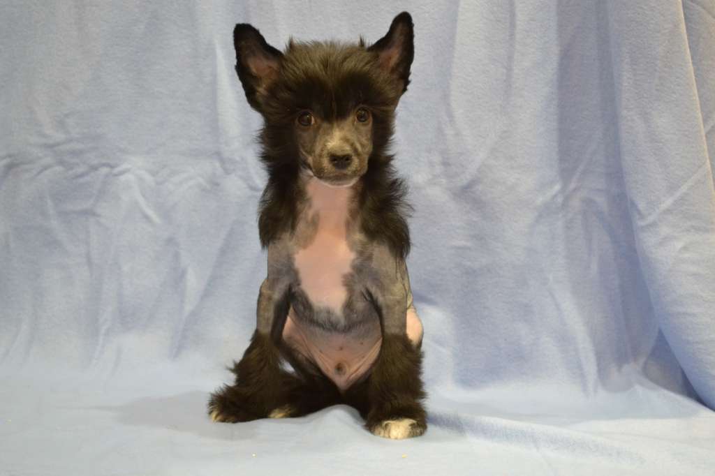 Polar Shane New Lider