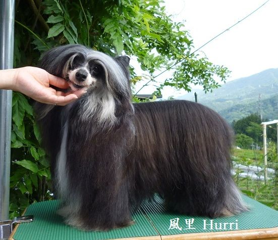 Golden Diamond Cresteds Hurricany