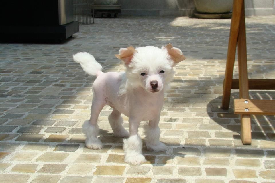 Moonbow's Angelina J