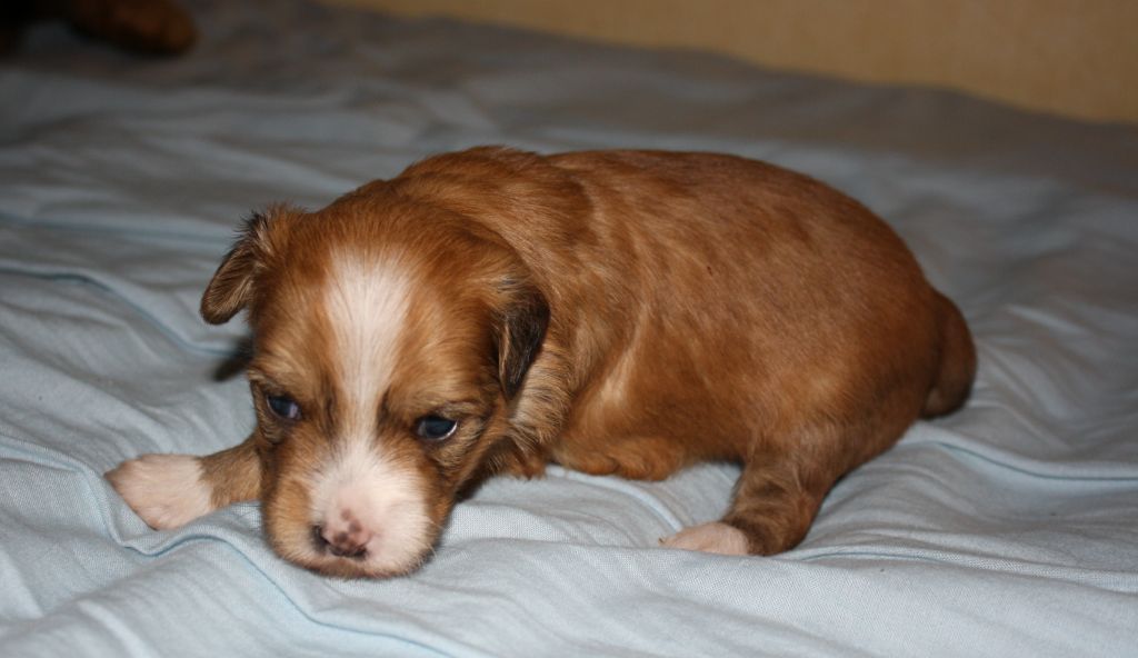 Pikkuusen Että Oon Komia