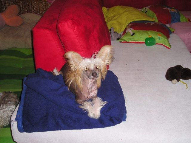 Dixie Bee od Teareibi