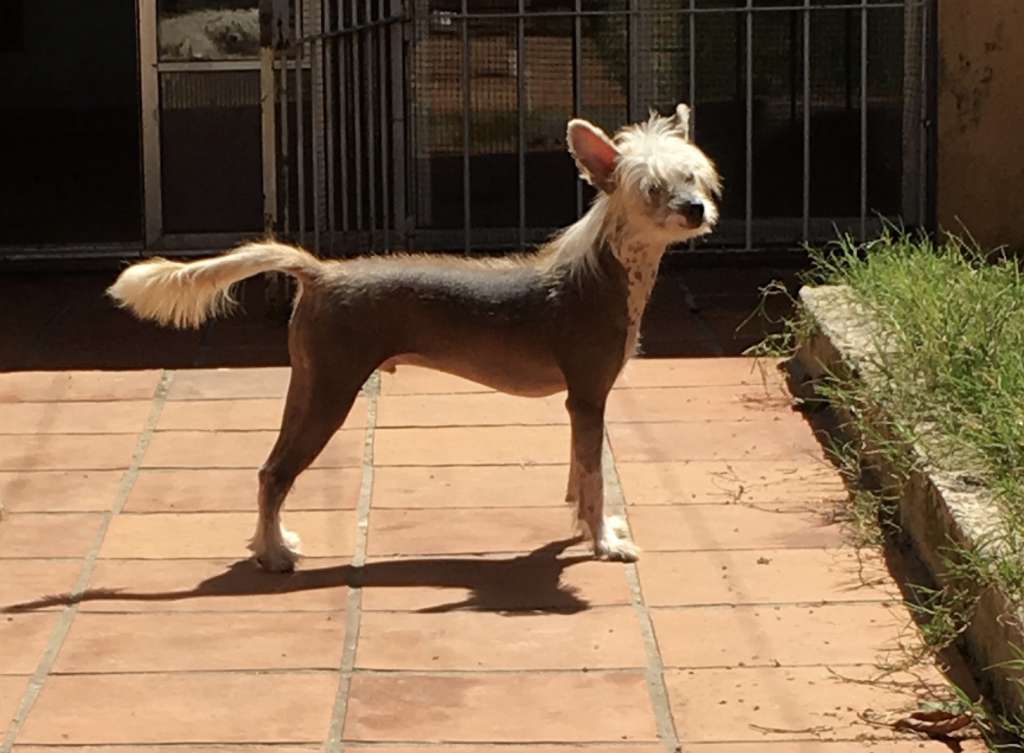 Saint Christopher's magic Joy